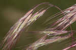 Cheatgrass